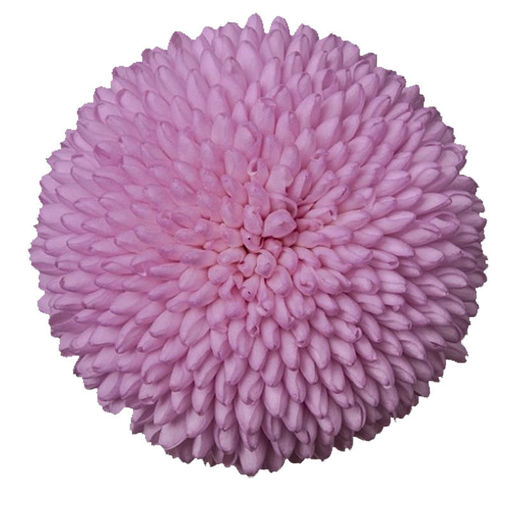 Picture of chrysant. Disbud Mimoko