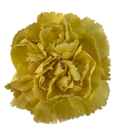 Picture of Carnation Mustard