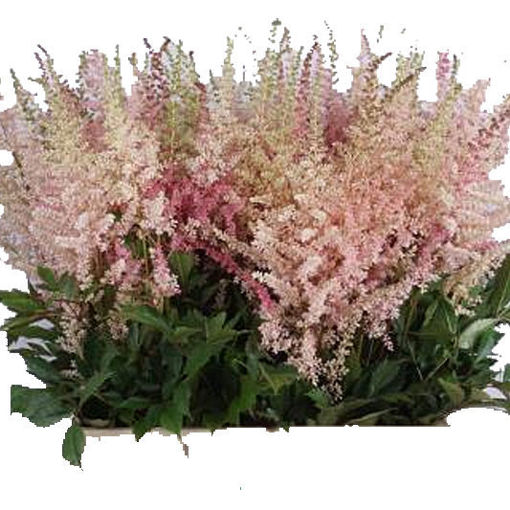 Picture of Astilbe Earth Light Pink