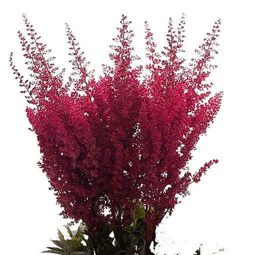 Picture of Astilbe Else Schluc