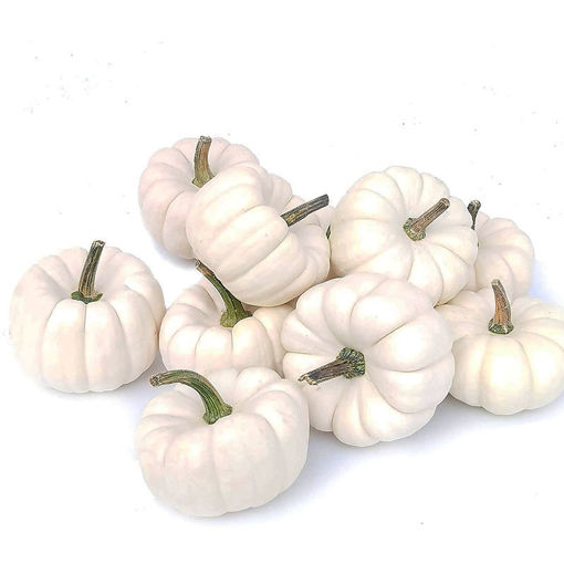 Picture of Pumpkin - Baby Boo - White