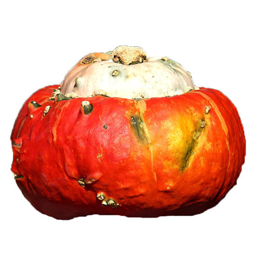 Picture of Pumpkin Turban Head