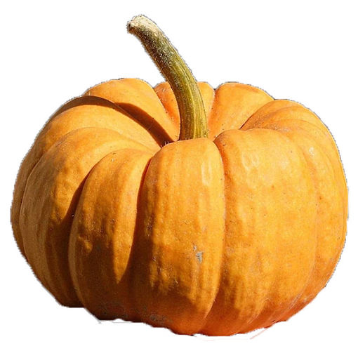 Picture of Pumpkin Jack be Little