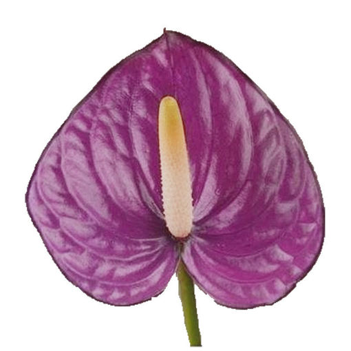 Picture of Anthurium Violet Heart