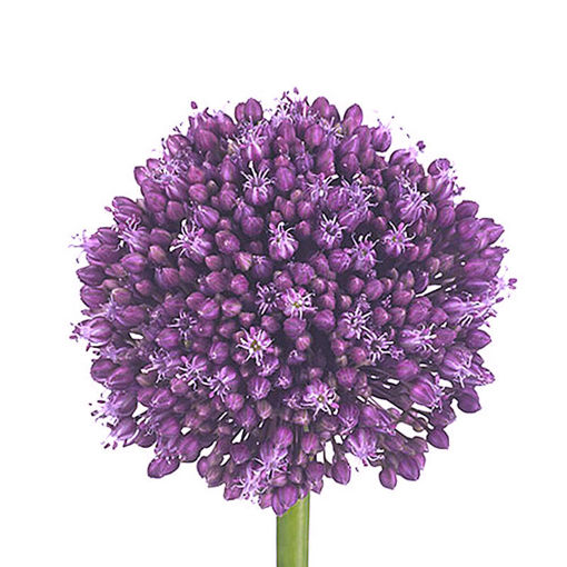 Picture of Allium Purple Mystery