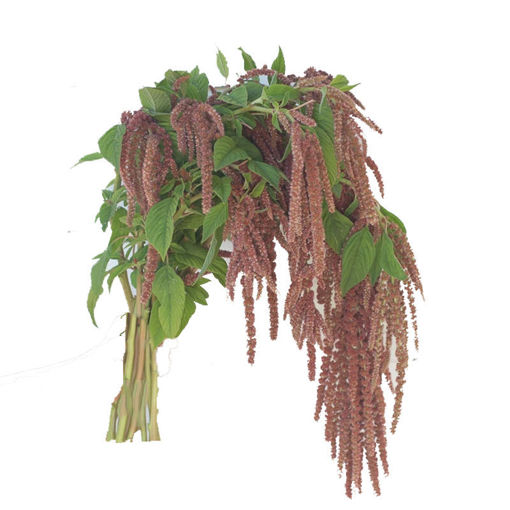 Picture of Amaranthus Coral Fountain