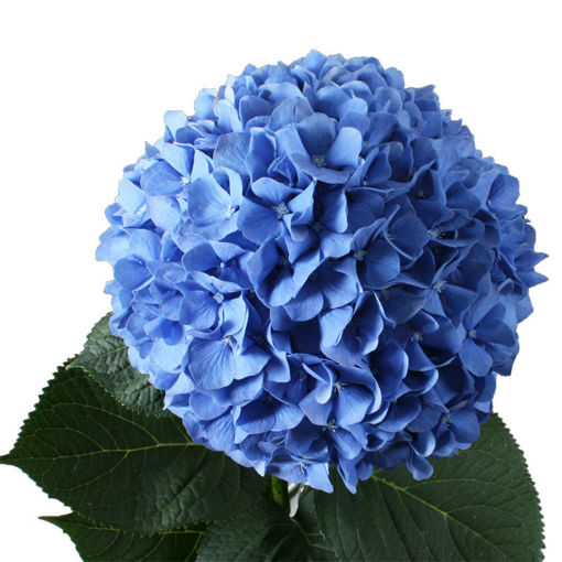 Picture of Hydrangea Pimpernel Blue