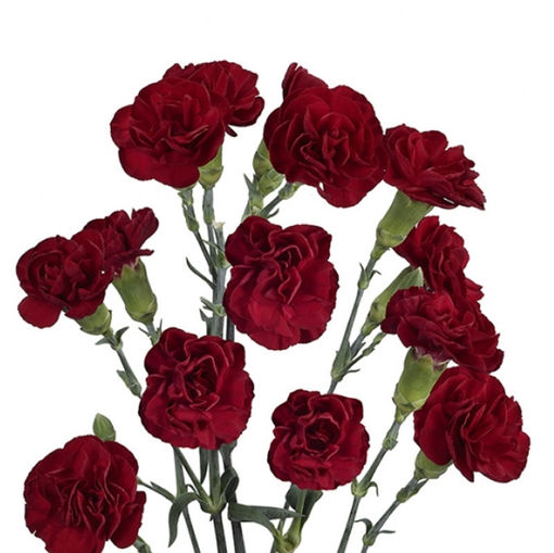 Picture of Carnation Spray Burgundy