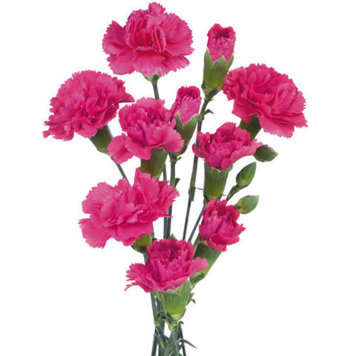 Picture of Carnation Spray Cerise