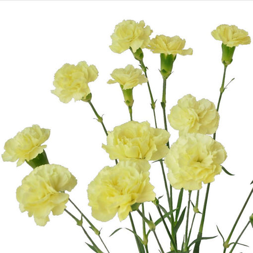 Picture of Carnation Spray Cream