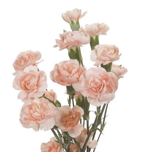 Picture of Carnation Spray Peach