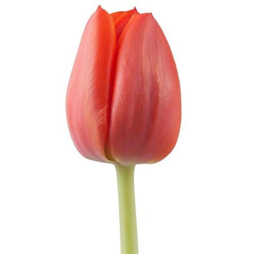 Picture of Tulip Ad Rem