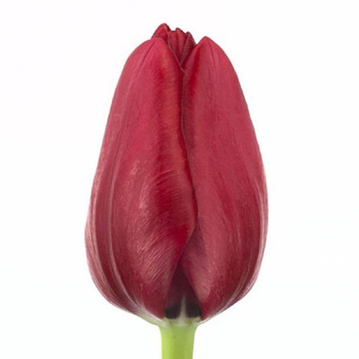 Picture of Tulip lle de France
