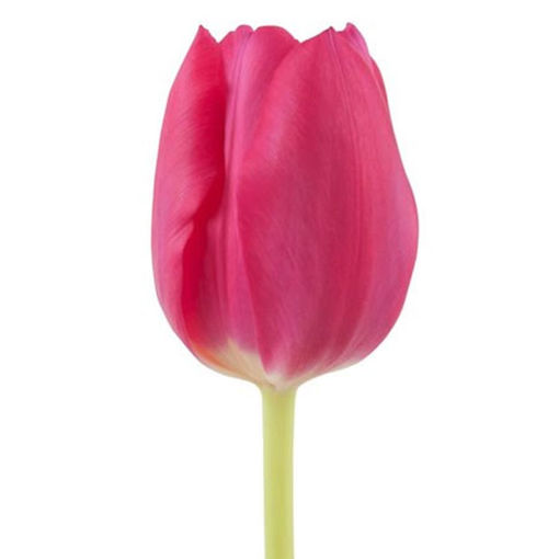 Picture of Tulip Pink Adour