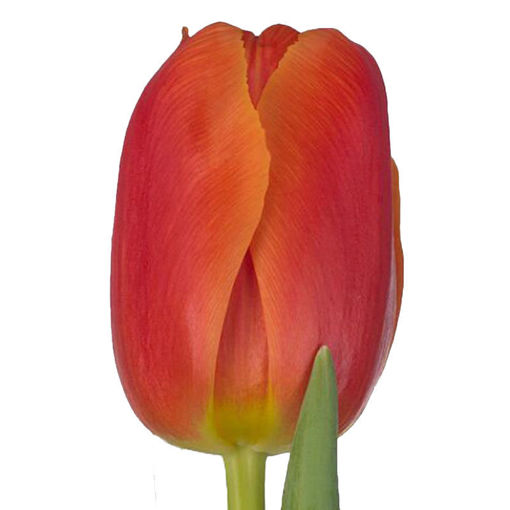 Picture of Tulip Icoon