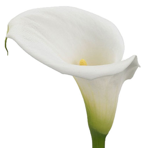 Picture of Calla Lilly Colombe