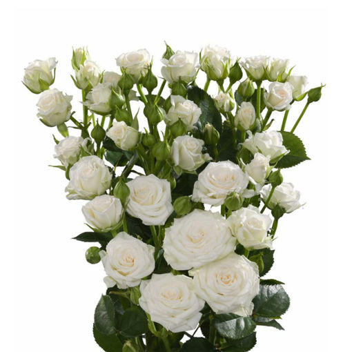Picture of Rose Spray White Lady