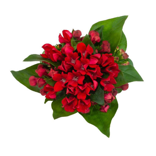 Picture of Bouvardia Red Winter
