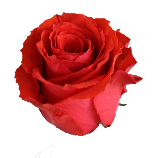 Picture of Rose Bright Red Torch