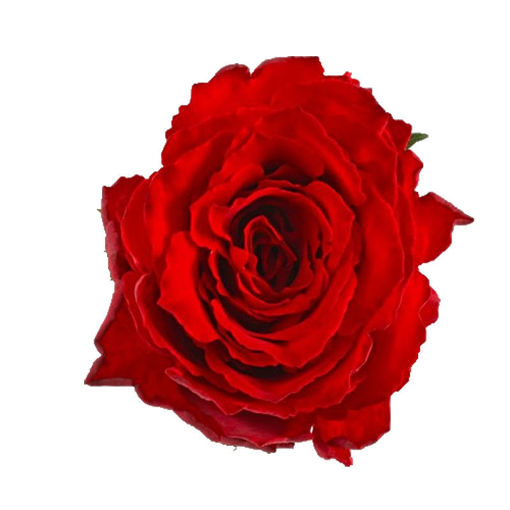 Picture of Rose Madam Red