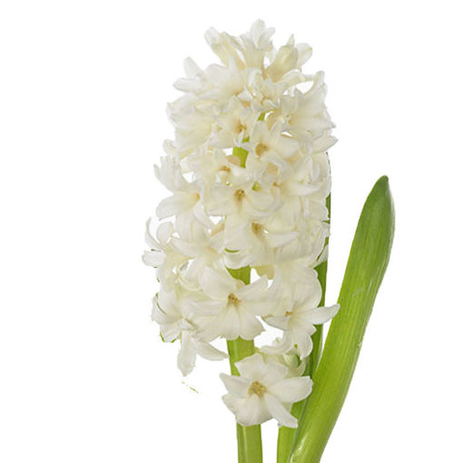 Picture of Hyacinth Aiolos