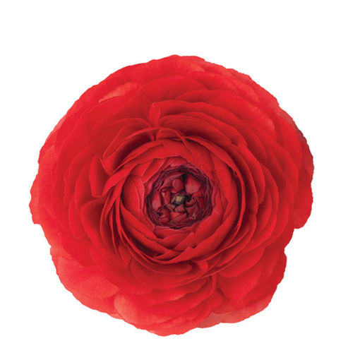 Picture of Ranunculus Red