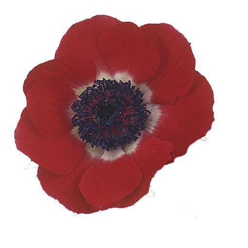 Picture of Anemone Galil Red