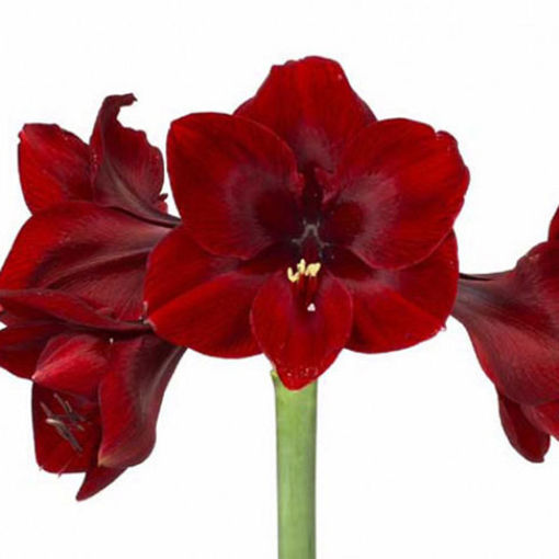 Picture of Amaryllis Britney