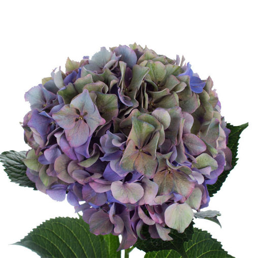 Picture of Hydrangea Glowing Alps