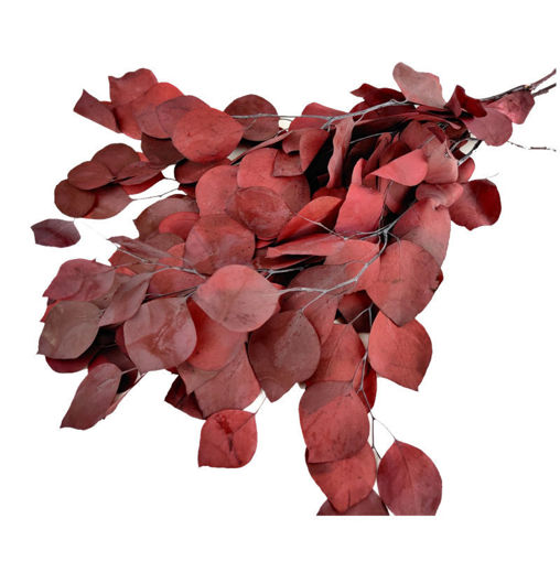 Picture of Eucalyptus Populus | Preserved | red
