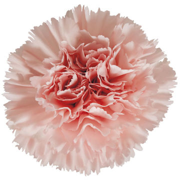 Buy wholesale cut Carnations online | Wholesale Cut Flowers Direct