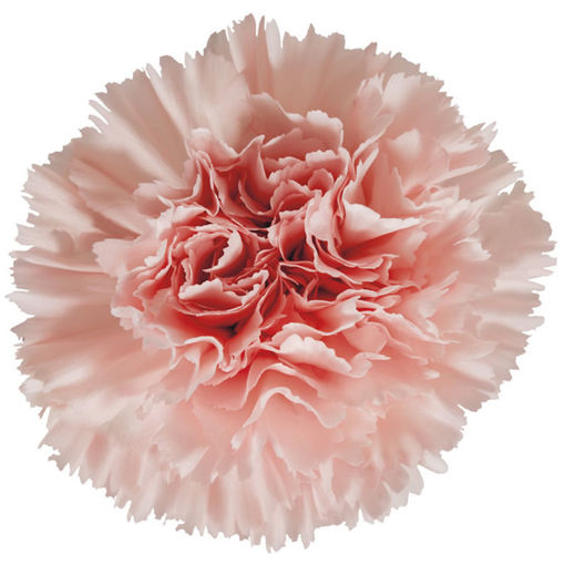 Picture of Carnation Jodie
