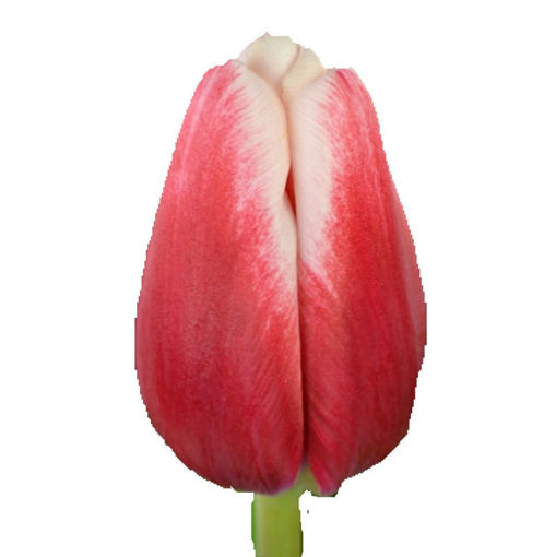 Picture of Tulip Timeless