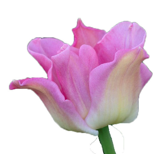 Picture of Tulip Crown of Destiny