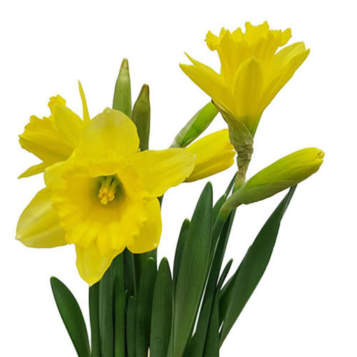 Picture of Narcissus Daffodil Carlton