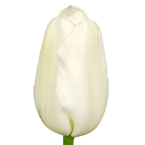 Picture of Tulip Antartica