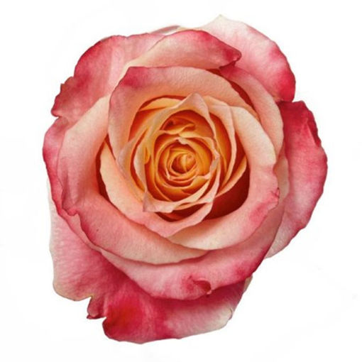 Picture of Rose 3D