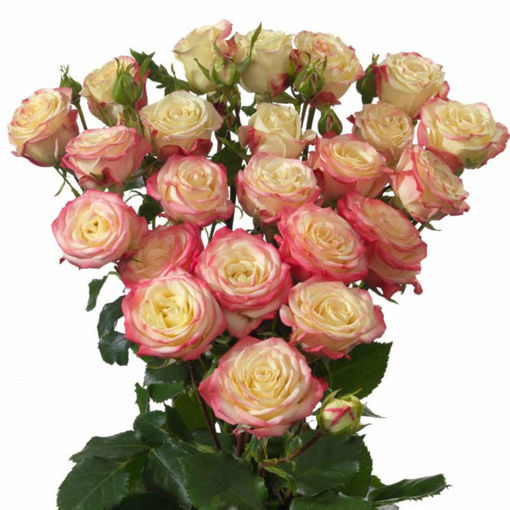 Picture of Rose Spray Candelicious