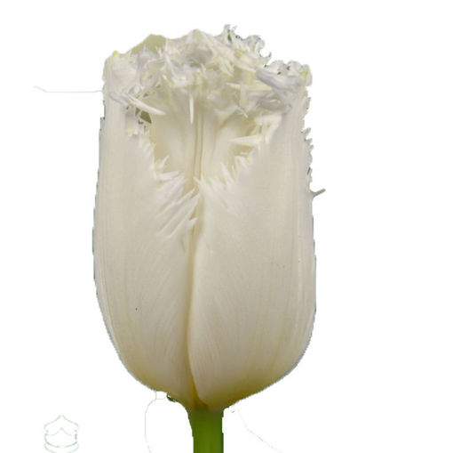 Picture of Tulip White Shark
