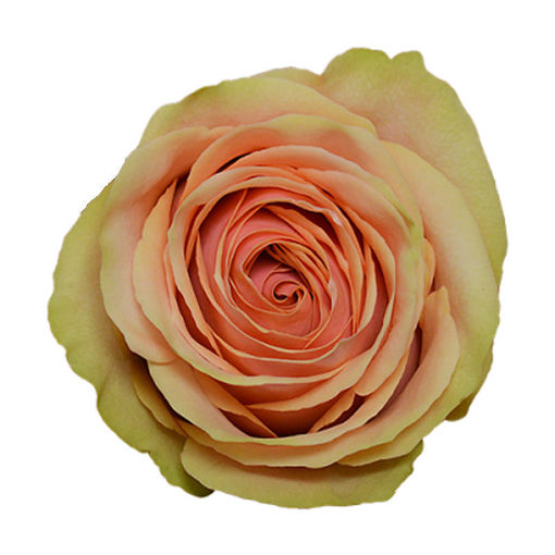 Picture of Rose Dividend