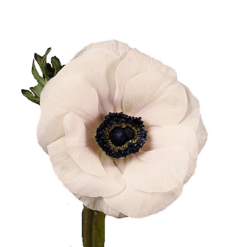 Picture of Ranunculus Mistral White