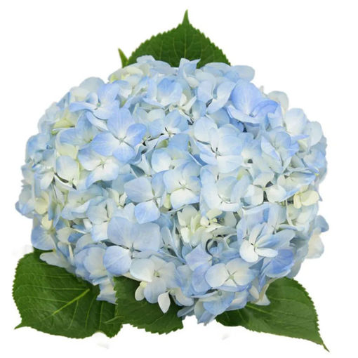 Picture of Hydrangea Pale Blue