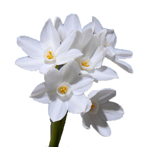 Picture of Narcissus Tazetta Paperwhite