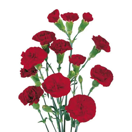 Picture of Carnation Spray Chateau