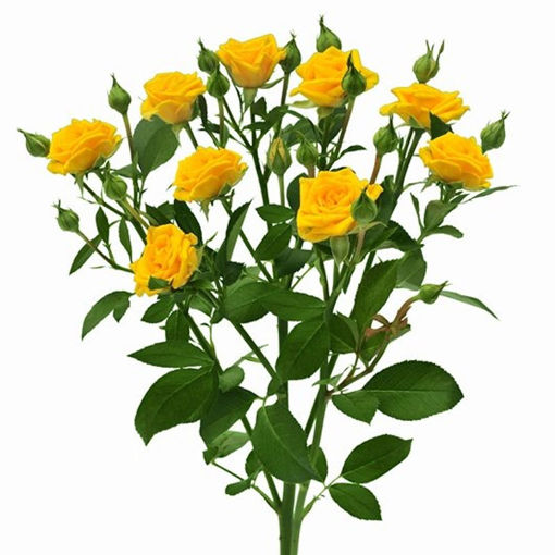 Picture of Rose Spray Yellow