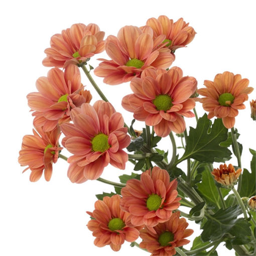 Picture of Chrysant. Spray Varese Salmon
