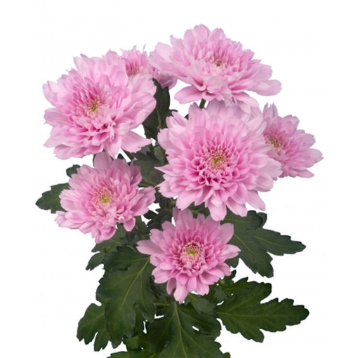 Picture of Chrysant. Spray Kalimba