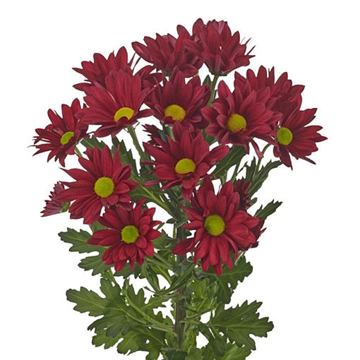 Picture of Chrysant. Spray Ruby Star