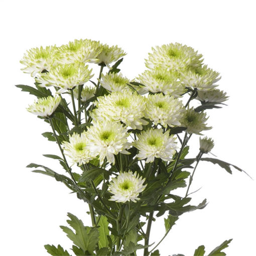 Picture of Chrysant. Spray Zembla Lime