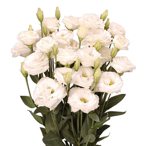 Picture of Lisianthus Minuet White